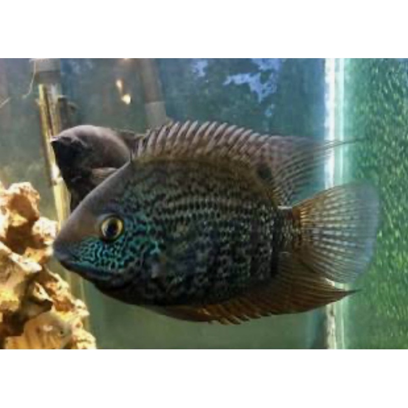 Blue Turquoise Severum (Heros Severus)