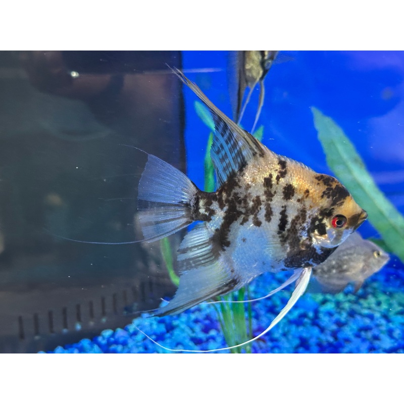 Breeding Pair - Orange Marble Angelfish