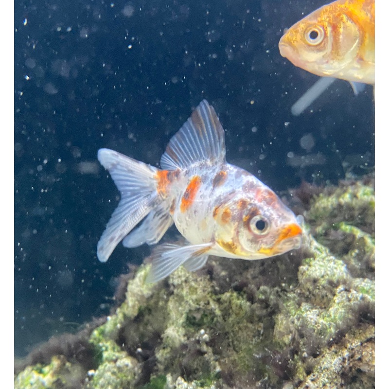 Calico Fantail Goldfish
