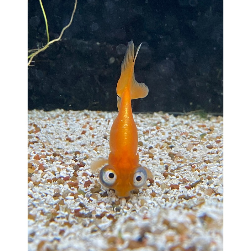 Celestial Goldfish