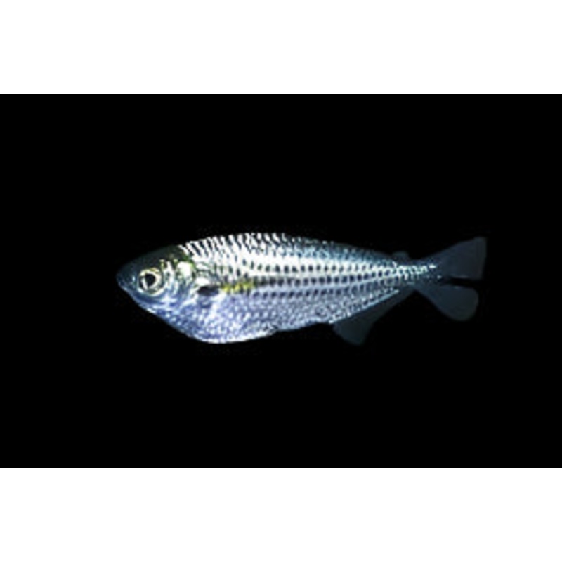 Dusky Narrow Hatchetfish