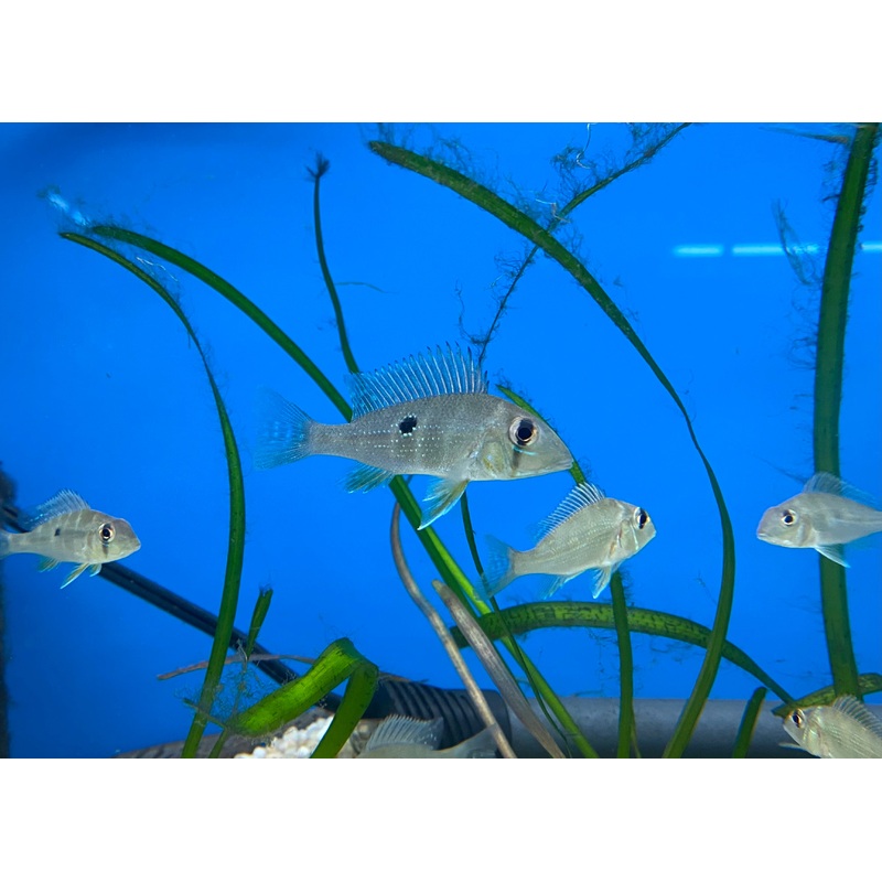 Geophagus argyrostictus