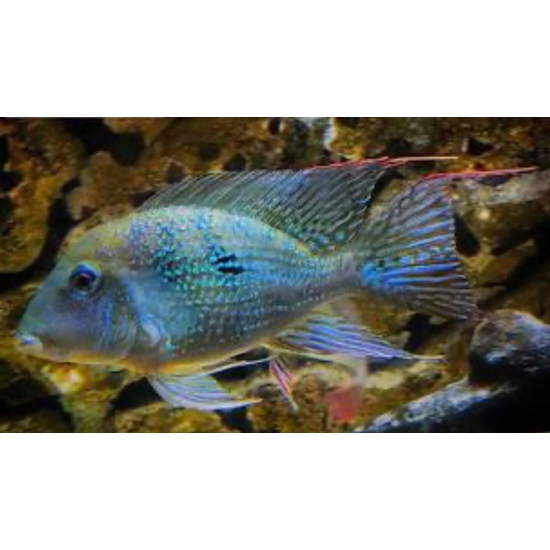 Geophagus Mirabilis