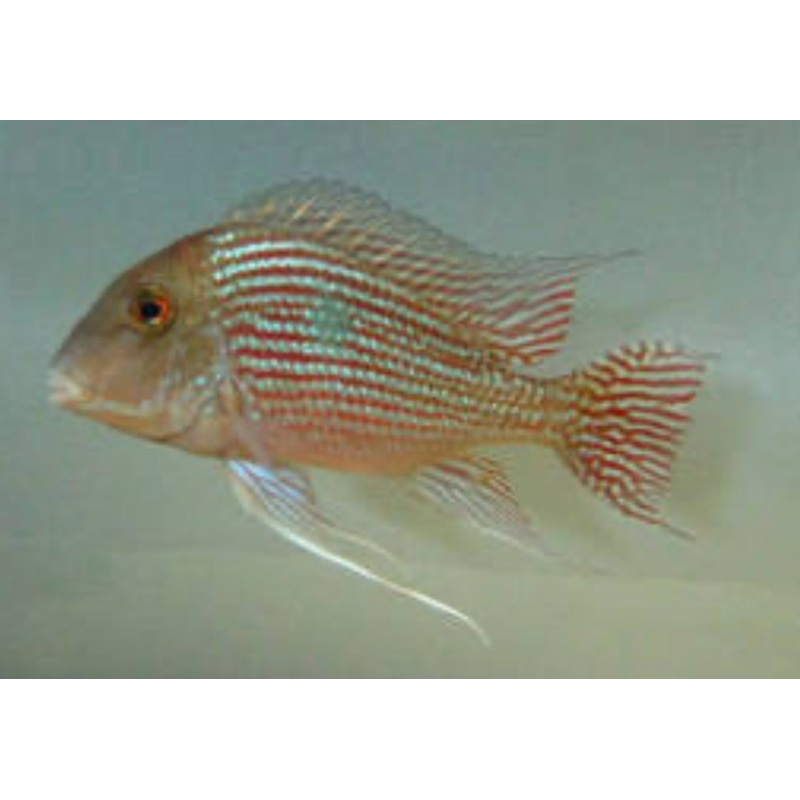 Geophagus Pindare - Wild (Geophagus sp)