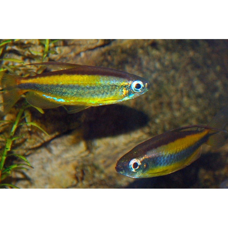 Golden Congo Tetra