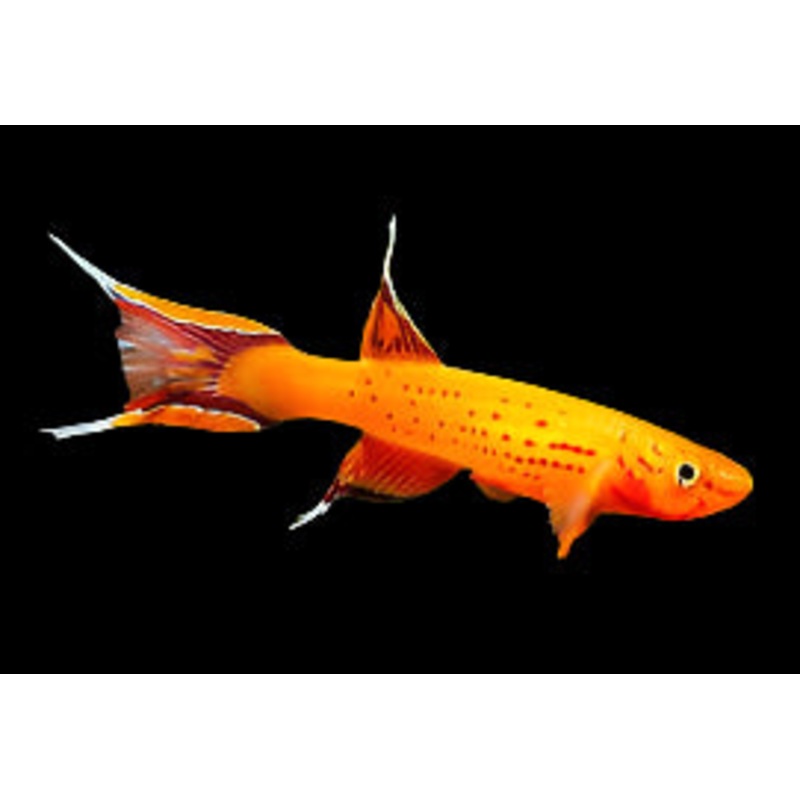 Golden Lyretail Killifish