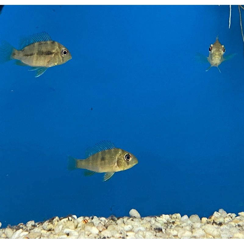 Gymnogeophagus balzanii