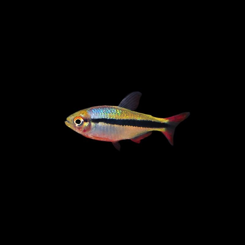 Imperial Lapis Tetra