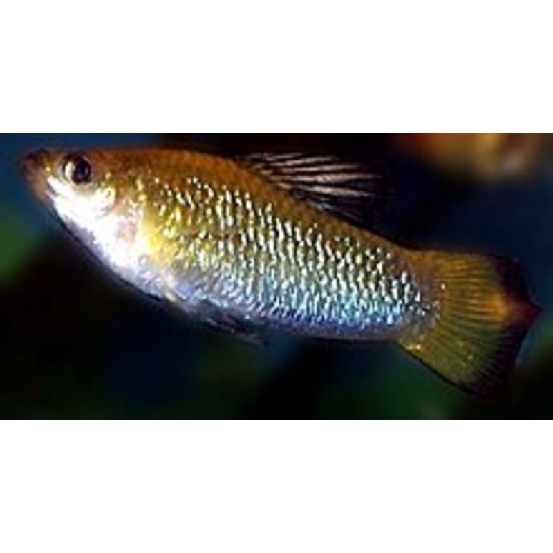 Limia perugiae 'Aquarium Strain'