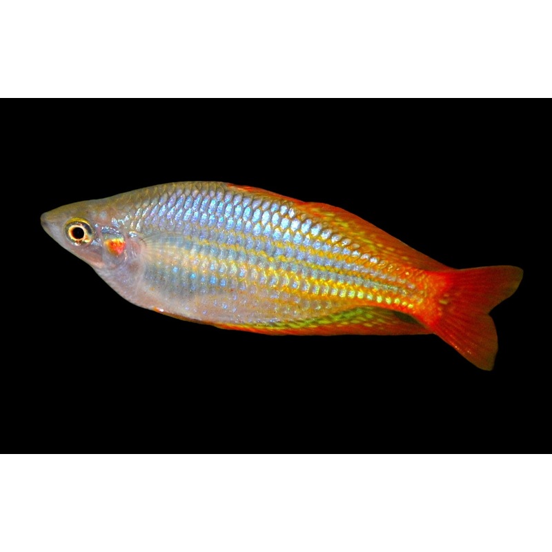 Melanotaenia splendida 'Deep Water Creek' (Locally Bred!)