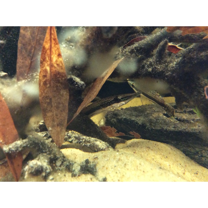 Peppermint Pikehead Gourami