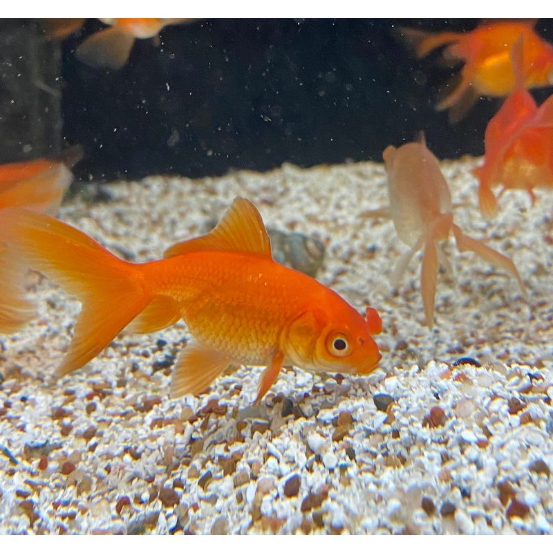 Pom-Pom Oranda Goldfish
