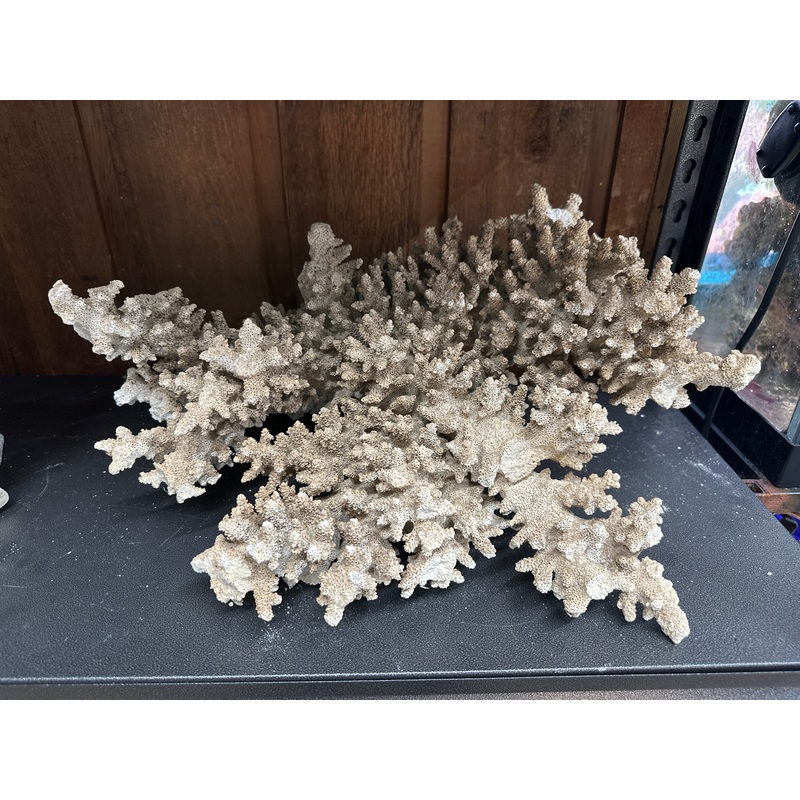 REAL Extra Large Coral 18"x16"x10"h