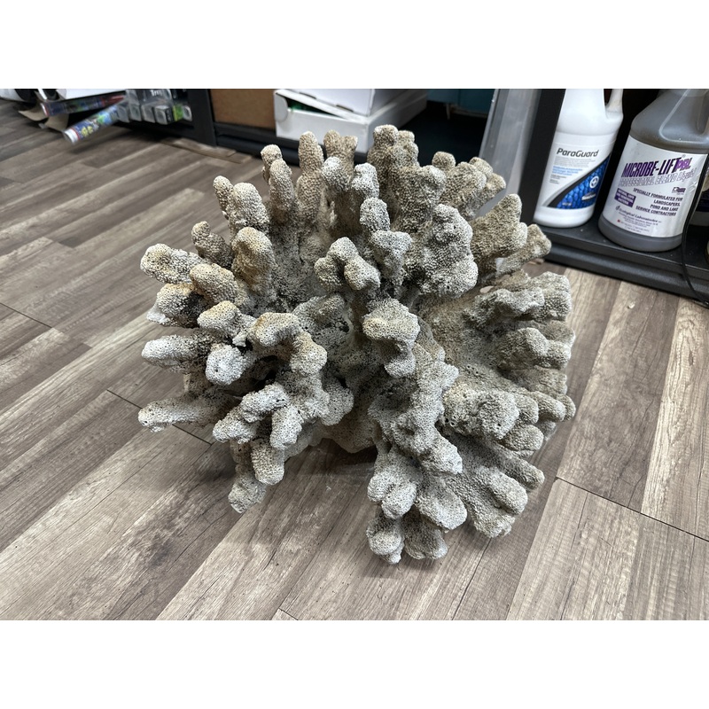 REAL Extra Large Coral 22"x17"x17"h