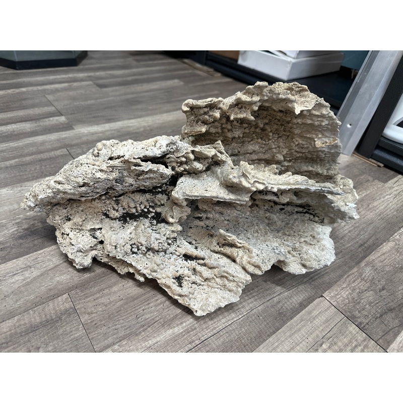 REAL Extra Large Coral 24"x12"x12"h
