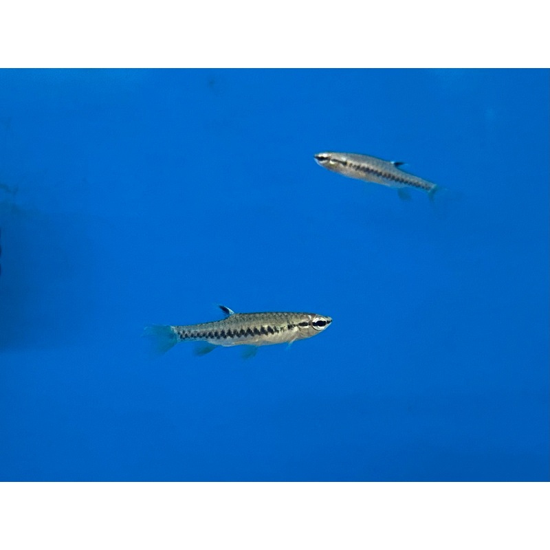 Redspotted Splash Tetra