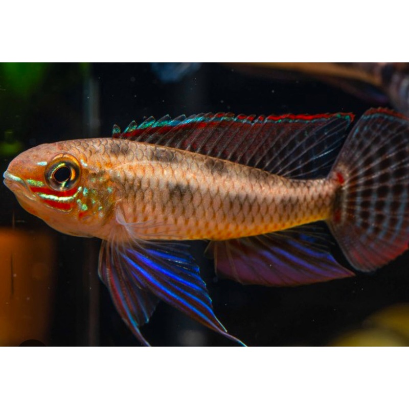 Spadetail Checkerboard Cichlid (Dicrossus maculatus)