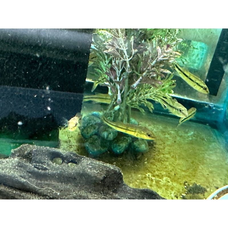 Temensis Peacock Bass (Cichla temensis) 2.5"-3"