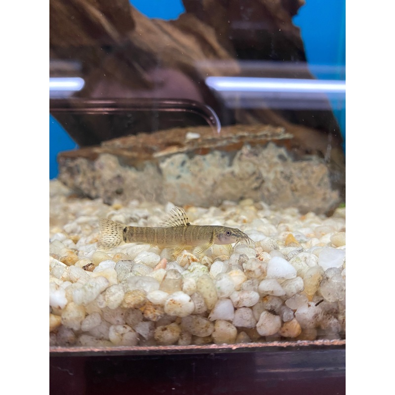 Thai Mountain Loach