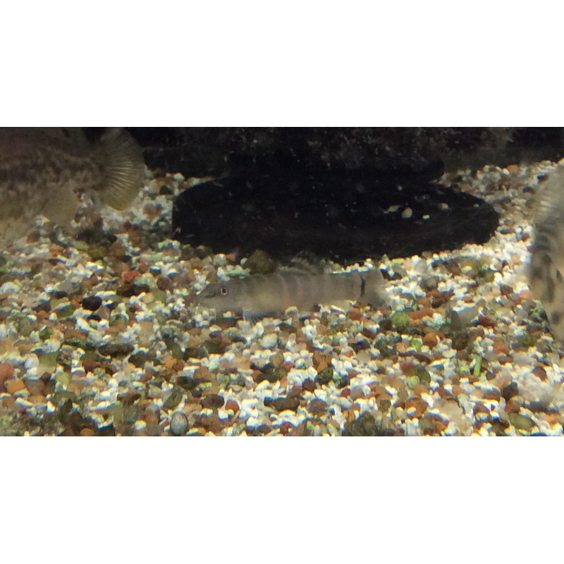 Tri-Banded Sumo Loach