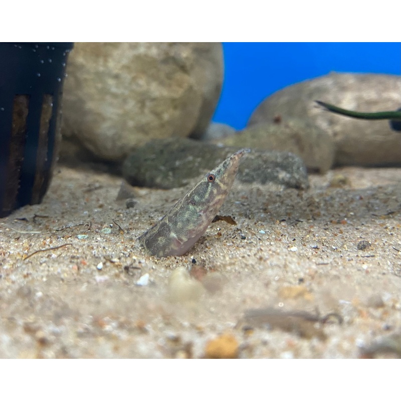 African Starry Night Spiny Eel