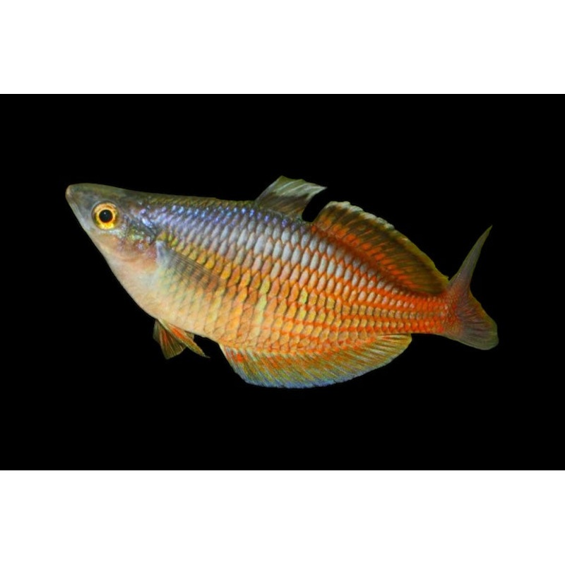 Ajamaru Rainbowfish