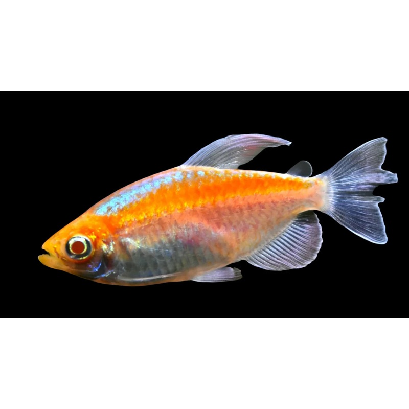Albino Congo Tetra (Males)