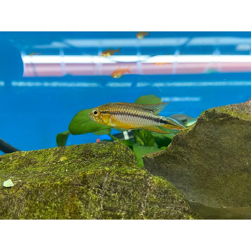 Apistogramma agassizii 'Alenquer'