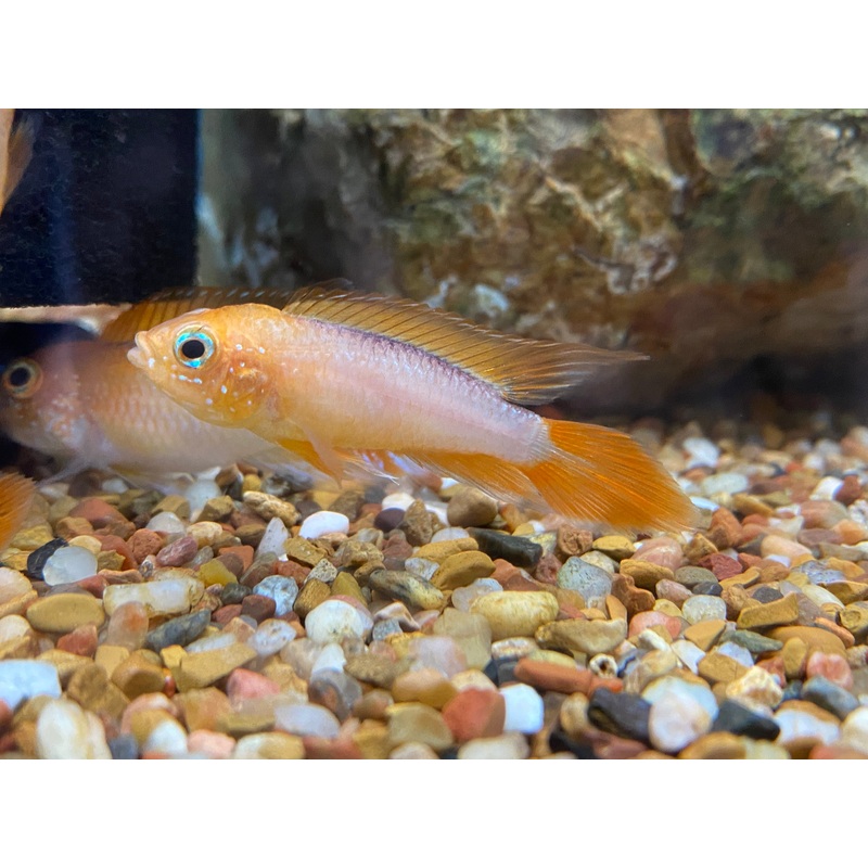 Apistogramma agassizii 'Fire Red'