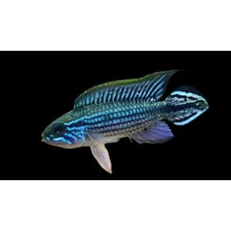 Apistogramma agassizii 'Tefe Pearl Blue'