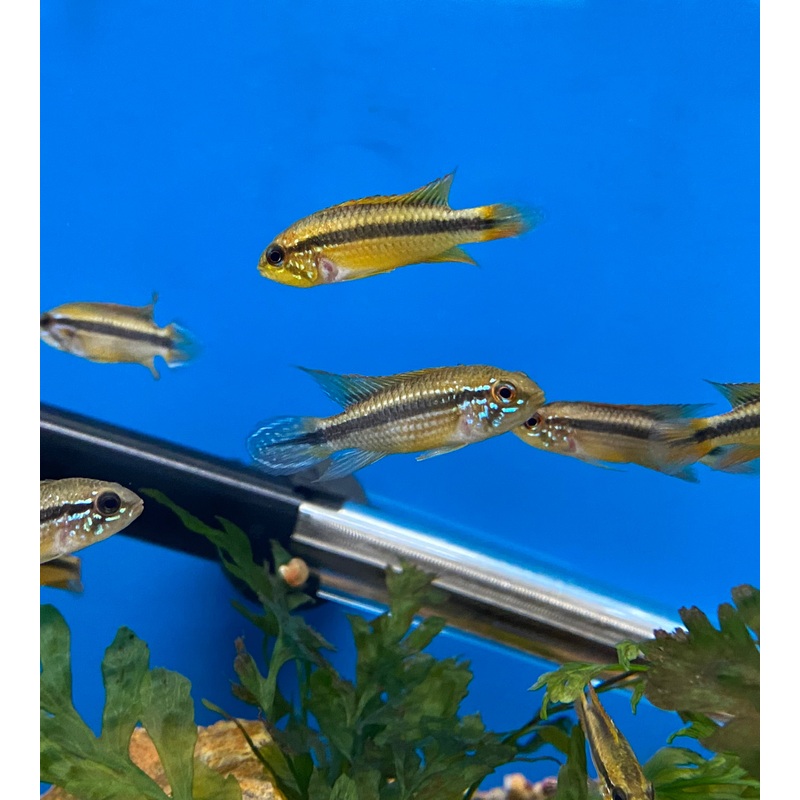 Apistogramma agassizii 'Tefe Red-Back' MALES ONLY