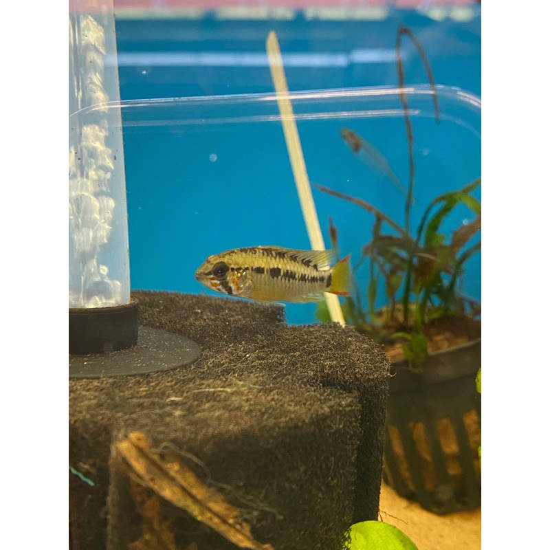 Apistogramma cf. macmasteri (I)