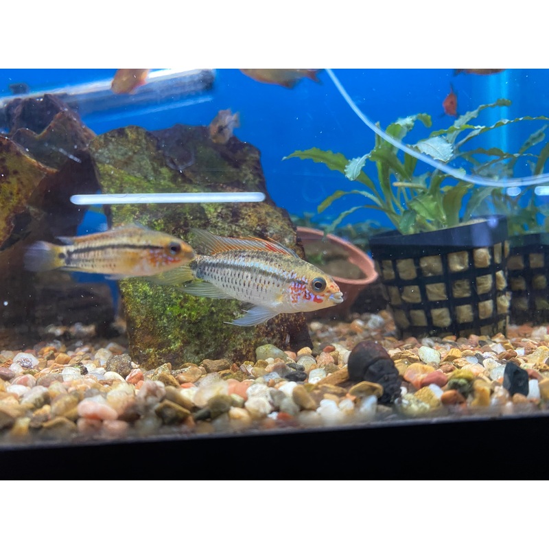 Apistogramma Eremnopyge (F1!)