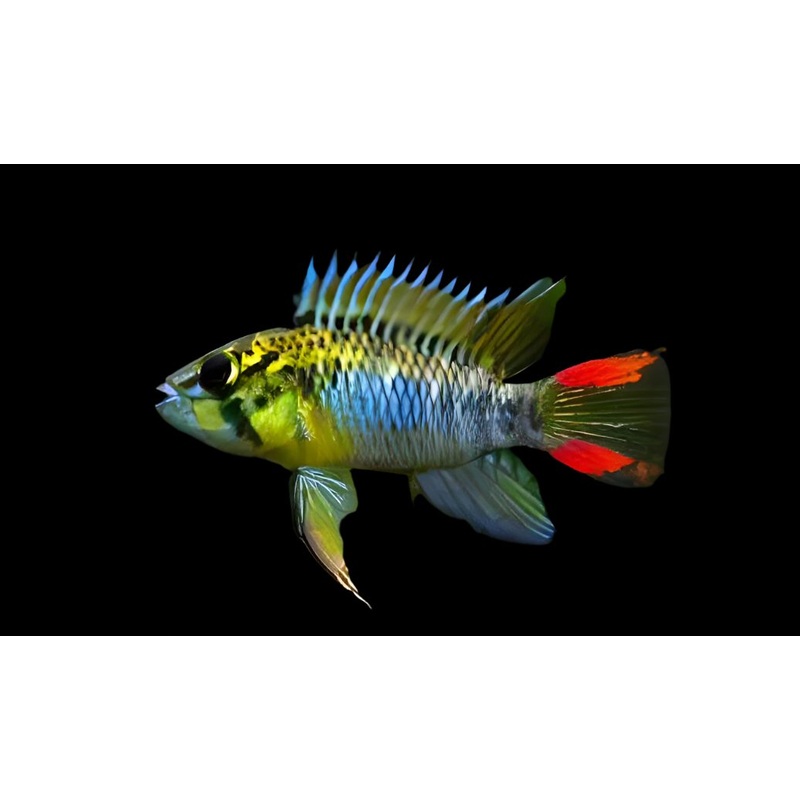 Apistogramma hoignei