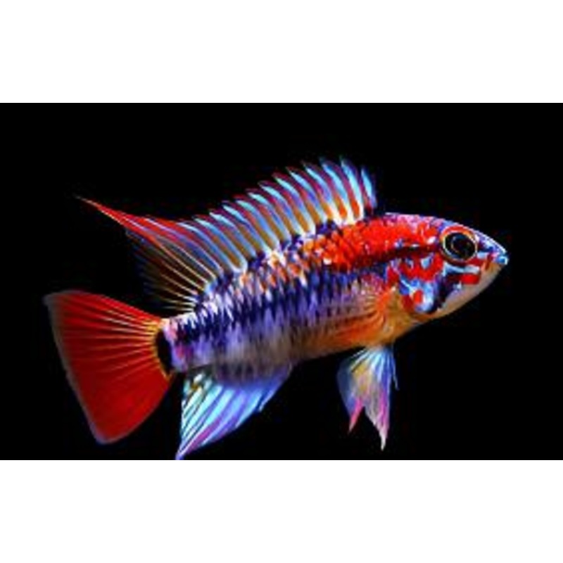Apistogramma macmasteri 'Super Red'