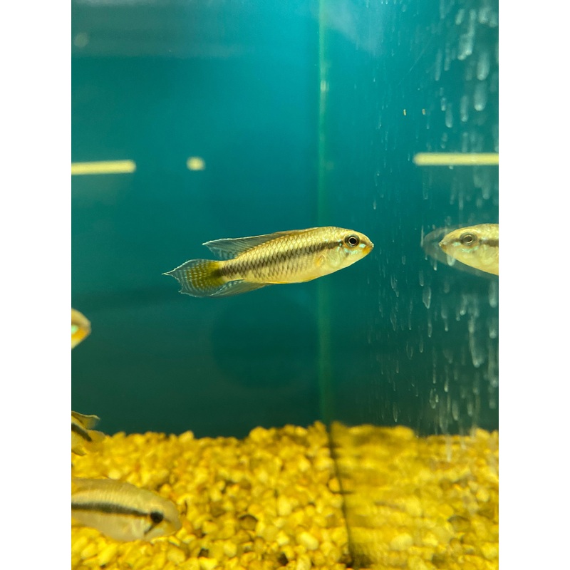 Apistogramma uaupesi (A156) (MALES ONLY)