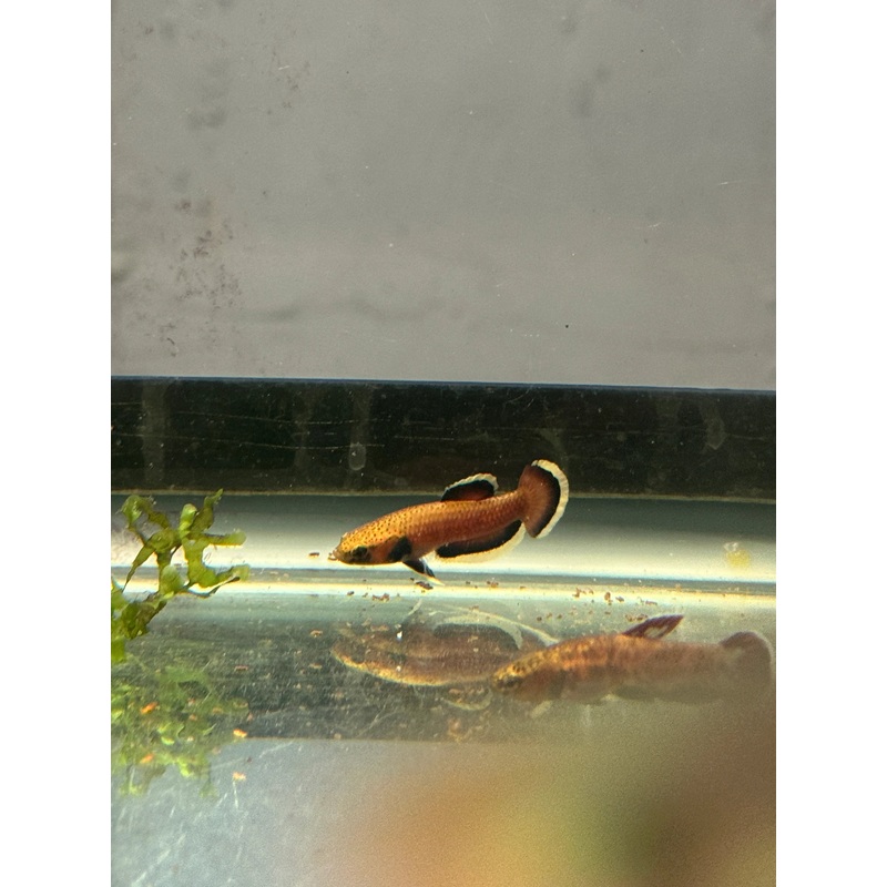 Betta albimarginata (PAIRS ONLY)