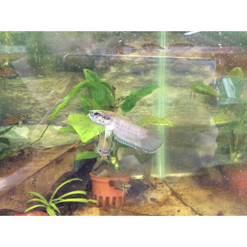 Betta falx