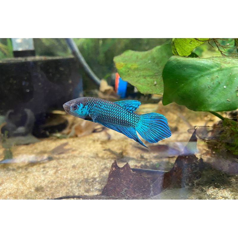 Betta mahachaiensis 'Blue'