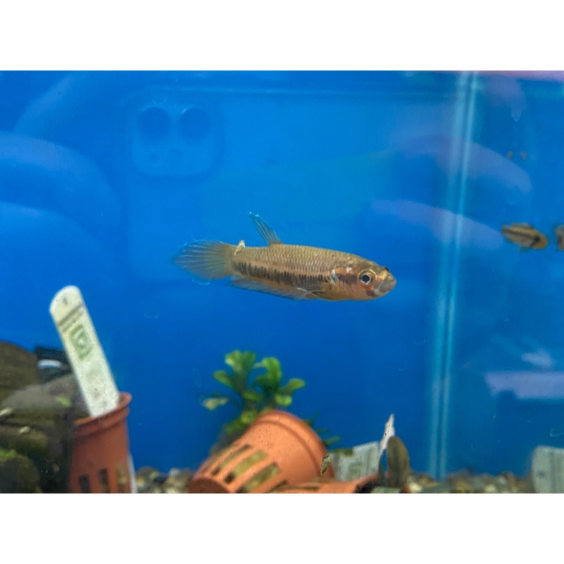 Betta patoti (Pair)