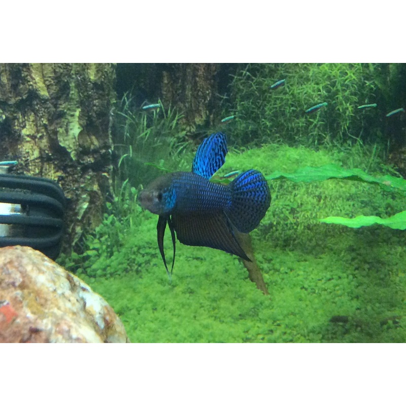 Betta smaragdina 'Guitar' (PAIRS)