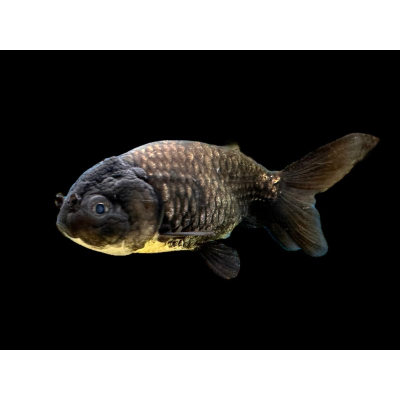 Black Ranchu Goldfish
