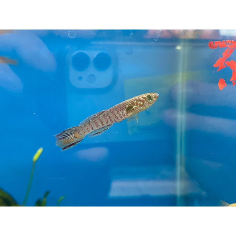 Blue Gularis Killifish