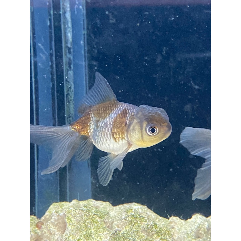 Blue Oranda Goldfish