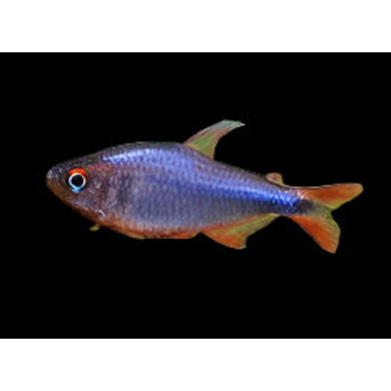 Blueberry Tetra