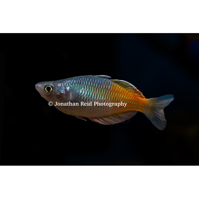 Boeseman's Rainbow 'Aves Creek'