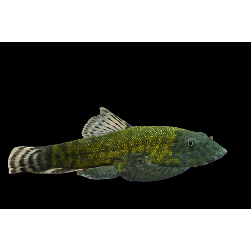 Borneo Sucker Loach "Green Lazer"