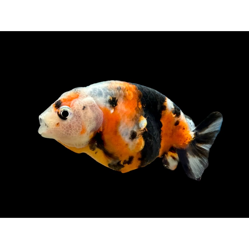 Calico Ranchu Goldfish