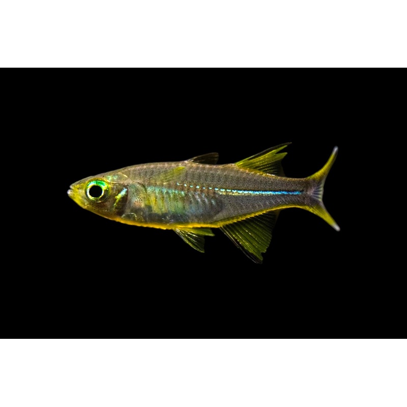 Celebes Rainbowfish