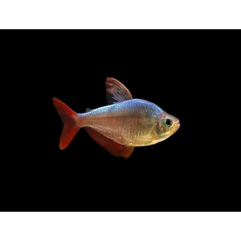 Colombian Red Fin Tetra